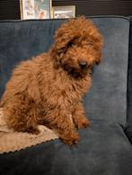 Toy poedel reutje 4 maanden, Dieren en Toebehoren, Hondenmanden, Ophalen