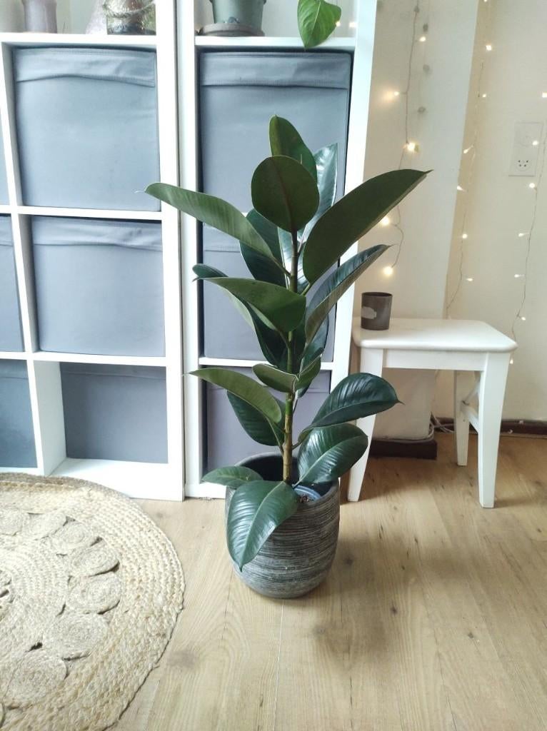 Rubberboom / Ficus Elastica plant in a handmade ceramic pot, Ophalen, Ficus, 100 tot 150 cm, Halfschaduw