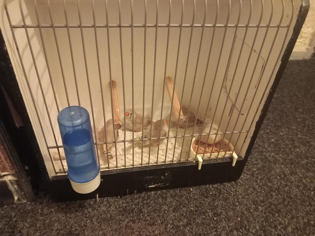 5 koppels wit grijse zebravinken, Dieren en Toebehoren, Vogels | Overige Vogels, Meerdere dieren