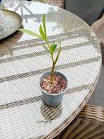 Winterharde oleander Villa Romaine, Overige soorten, Volle zon, Vaste plant, Ophalen of Verzenden