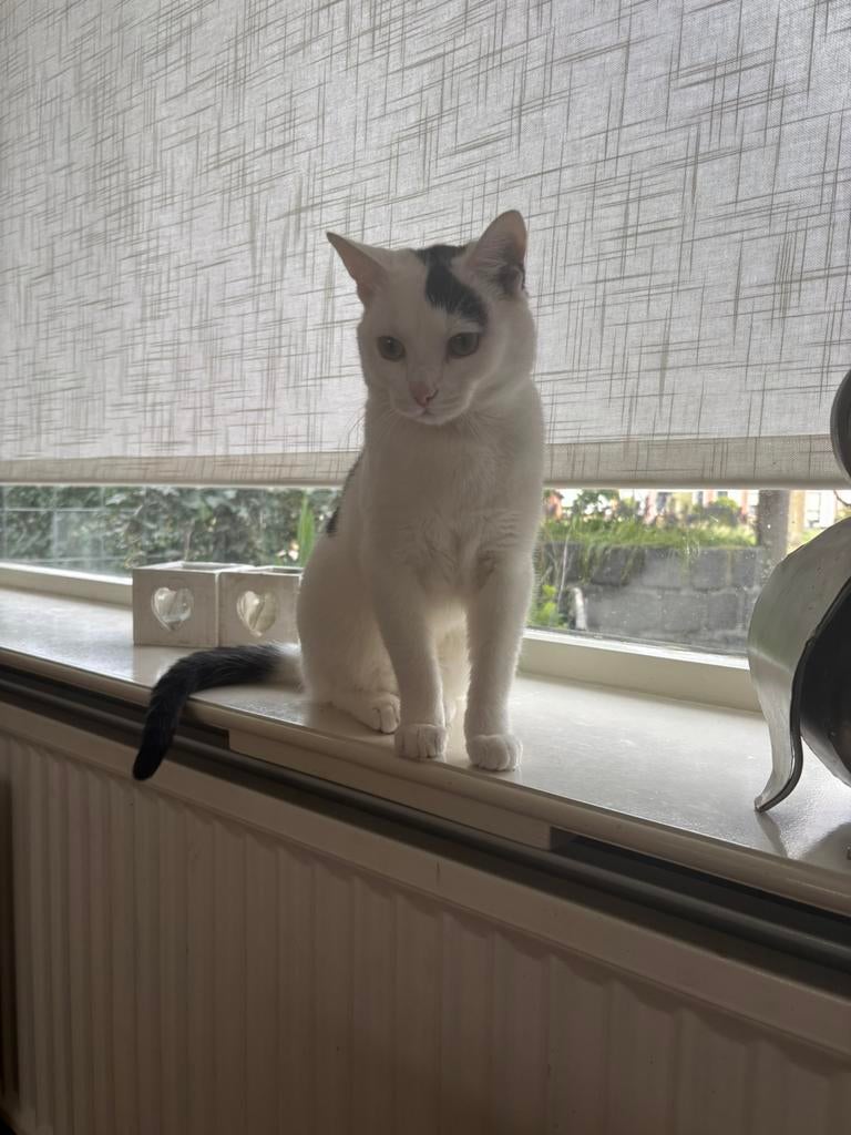 Super lieve kater te koop, Dieren en Toebehoren, Kater