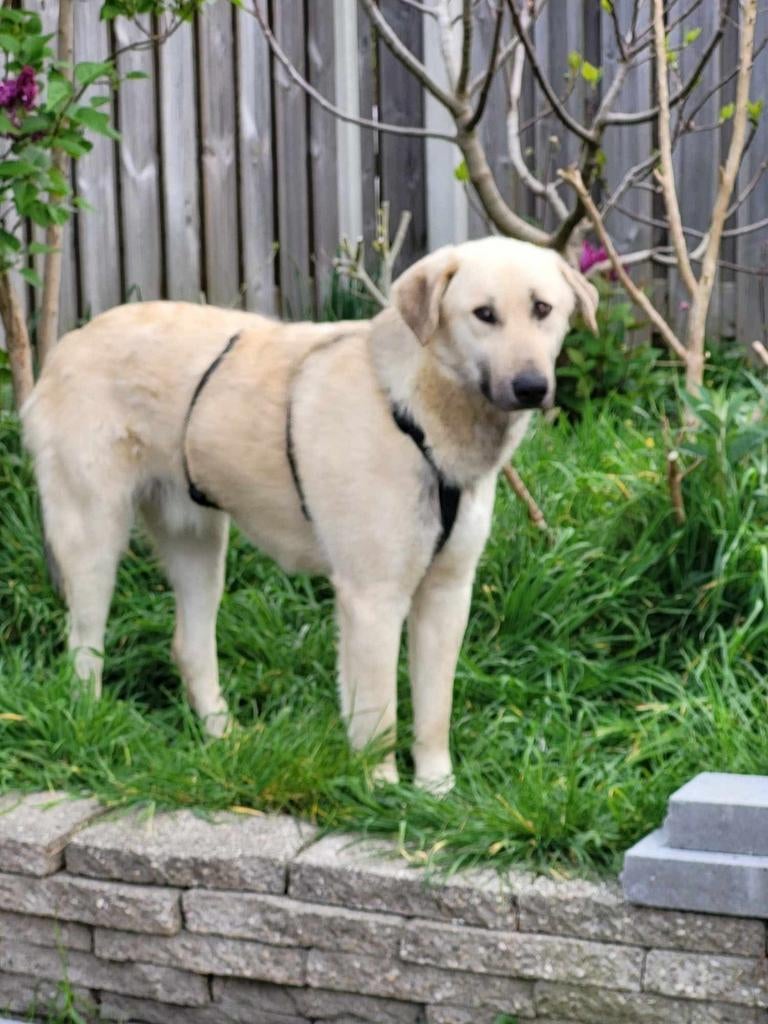 Karl zoekt een gouden mandje, Particulier, Reu, 1 tot 2 jaar, Buitenland