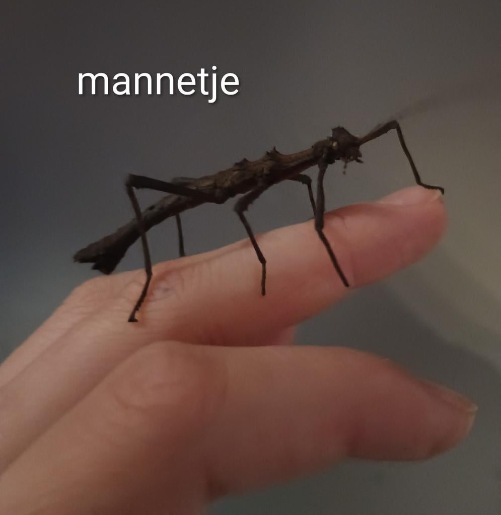 Wandelende takken (Sungaya inexpectata PSG 195), Wandelende tak