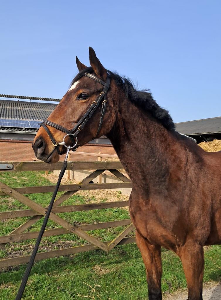 Super lieve merrie te koop., Dieren en Toebehoren, Paarden, Merrie, Dressuurpaard, 3 tot 6 jaar, 160 tot 165 cm
