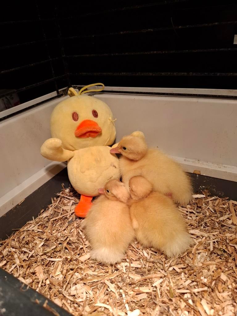Te koop witte loopeend pulletjes/kuikens., Dieren en Toebehoren, Pluimvee, Geslacht onbekend, Eend