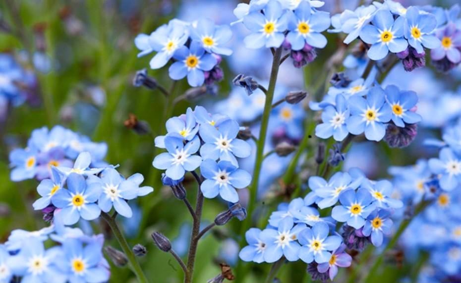 Vergeet-me-niet plantjes, Ophalen, Overige soorten, Volle zon