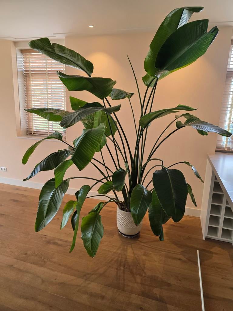 Volwassen Strelitzia Nicolai XXL met pot, Ophalen, Halfschaduw, 200 cm of meer