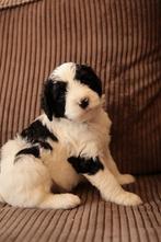 Bernedoodle pups nog 2 beschikbaar, Dieren en Toebehoren, Honden | Niet-rashonden, HCC (leverziekte), 8 tot 15 weken, Meerdere