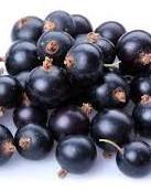 Zwarte  AalBes 🫐🫐, Ophalen, Fruitplanten, Volle zon