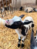 Leblammetje  ram, Mannelijk, Schaap, 0 tot 2 jaar