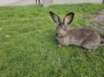 Konijn vlaamse reus mnl, Dieren en Toebehoren, Konijnen, Mannelijk, Groot, 0 tot 2 jaar
