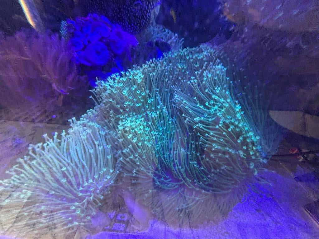 Zeeaquarium koraal, Ophalen, Nieuw, Gevuld zeewateraquarium