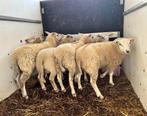 Te Koop Gevraagd Lammeren Ram.., Dieren en Toebehoren, Mannelijk, Schaap