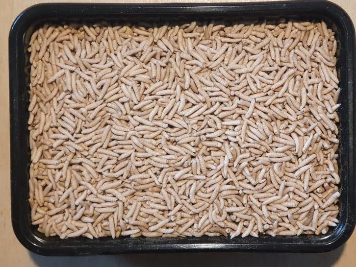 Diepvries voedseldieren te bestellen bij csreptiles venlo, Dieren en Toebehoren, Dierenvoeding, Vee, Ophalen of Verzenden