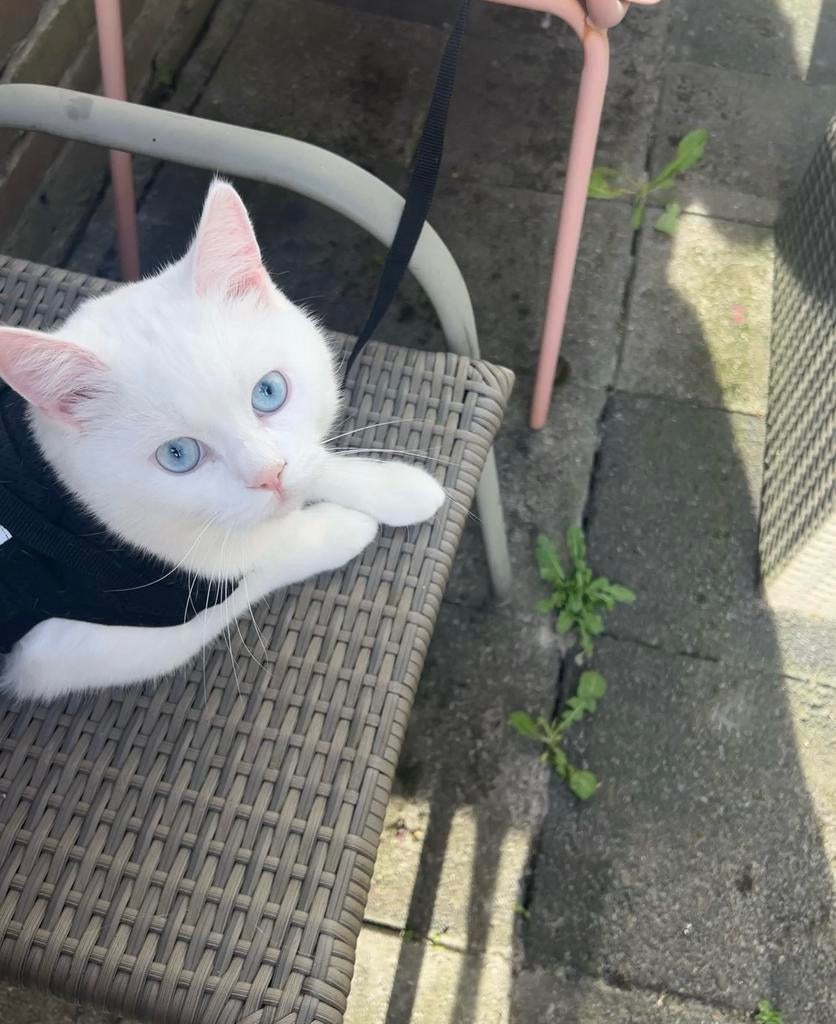 Kater dekking Ragdoll, Dieren en Toebehoren, Katten en Kittens | Overige Katten, Kater, Kortharig, 0 tot 2 jaar