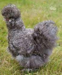 Zijdehoen kippen [Groot en Krielkippen], Dieren en Toebehoren, Vrouwelijk, Kip