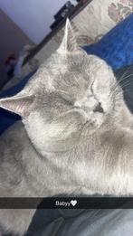 Britse Korthaar dekkater Ciko beschikbaar, 0 tot 2 jaar