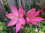 Schizostylis coccinea Tambara – moerasgladiool, Tuin en Terras, Volle zon, Vaste plant, Herfst, Ophalen