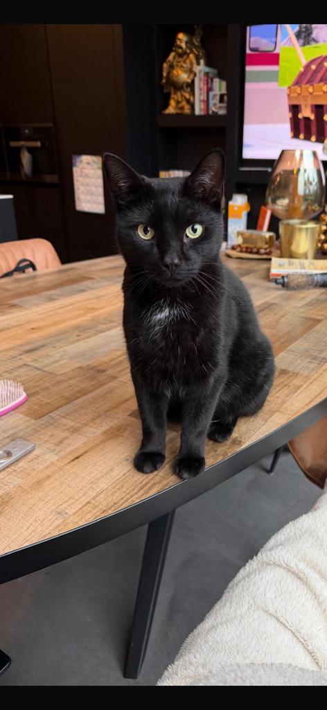 ️️️️️ 5 sterren huisje gezocht, Dieren en Toebehoren, Poes, 6 jaar of ouder