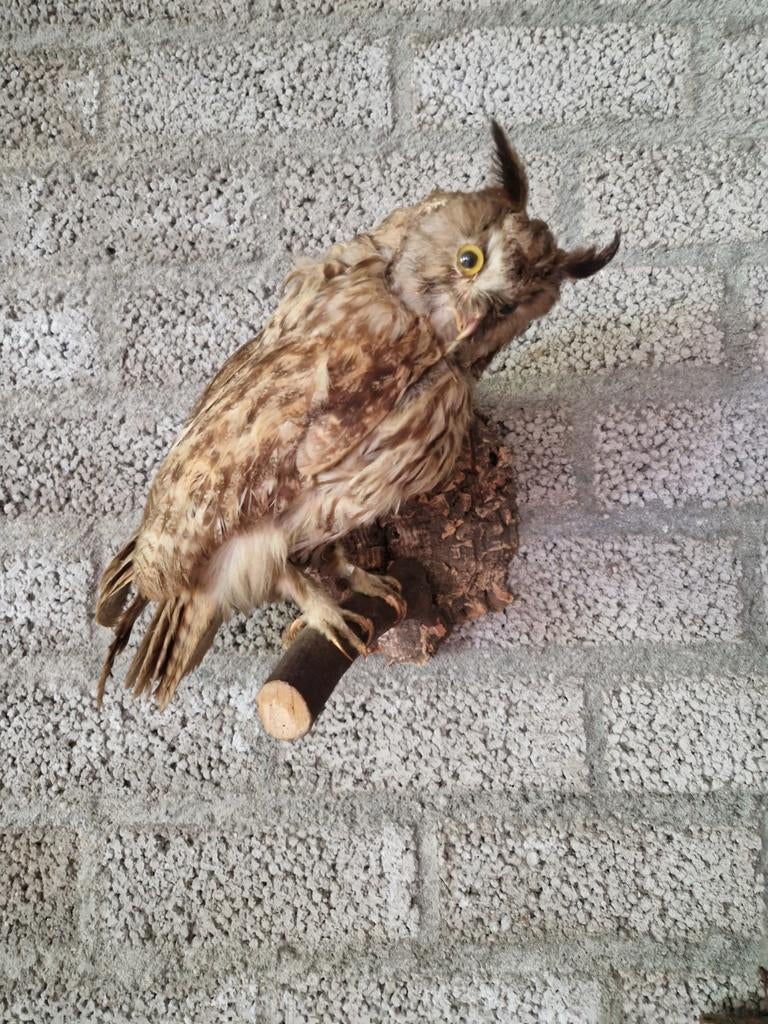 Diverse opgezette dieren, Verzamelen, Dierenverzamelingen, Ophalen, Gebruikt, Opgezet dier