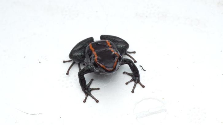 Kweekkolonie Phyllobates vittatus Frog - female for sale from djessy24