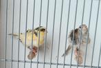 Mooie koppel Fiorino kanarie 2024,€45., Dieren en Toebehoren, Vogels | Kanaries, Meerdere dieren, Kleurkanarie