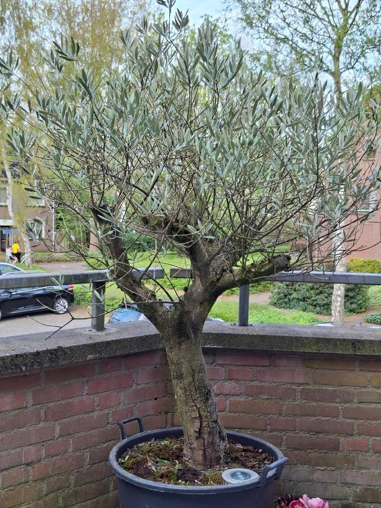 Mooie oude olijfboom, Tuin en Terras, Planten | Bomen, Volle zon, Bloeit niet, Ophalen of Verzenden, 100 tot 250 cm