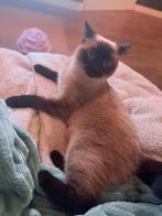 Prachtige kitten poes siamees 11 maanden zoekt nieuw thuis, Dieren en Toebehoren, Katten en Kittens | Raskatten | Korthaar, Poes