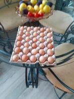 Broedeieren New Hampshire kriel, Dieren en Toebehoren, Pluimvee