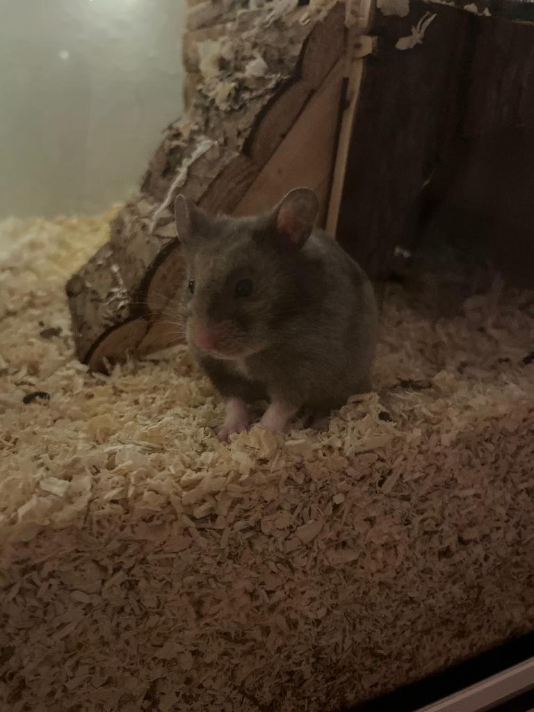 Goudhamster mannetje, Hamster, Mannelijk, Januari, Tam