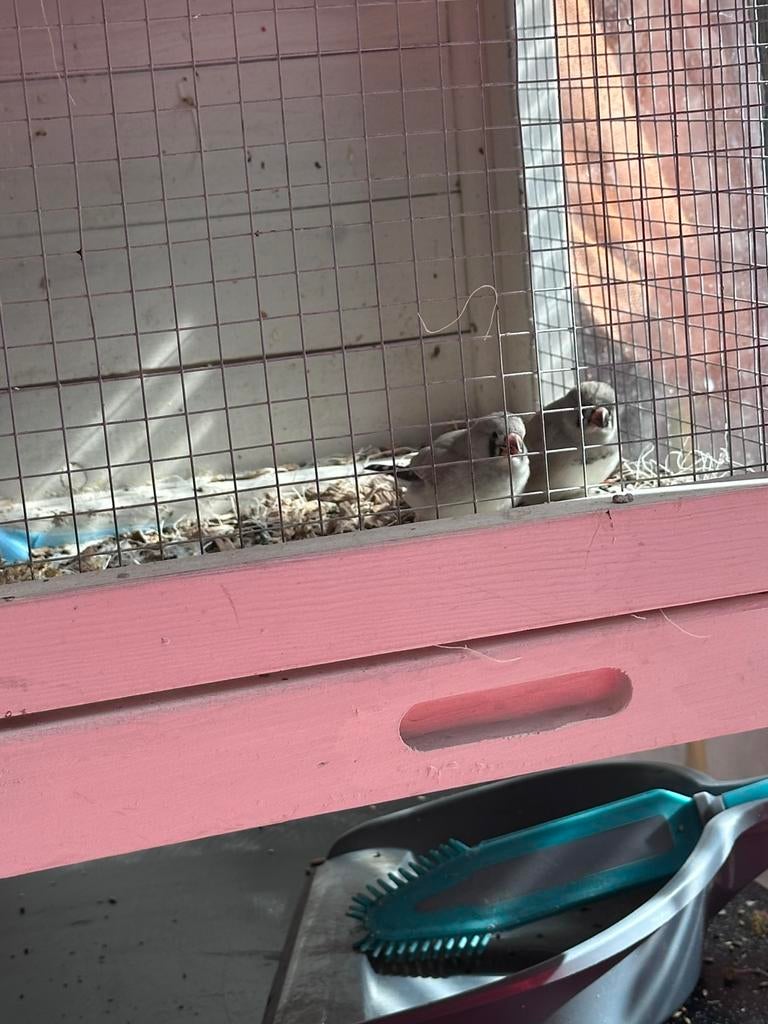 Twee zeebravinken broer en zus.  Ze eten zelfstandig, Dieren en Toebehoren, Meerdere dieren, Overige soorten