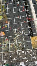 Gratis +/- 30 vijvervissen, Goudvis(sen)