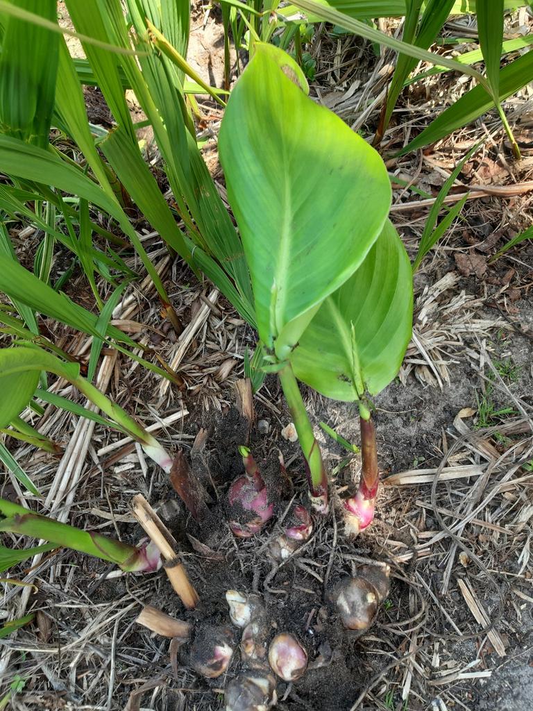 Canna planten, Ophalen of Verzenden, Overige soorten, Volle zon