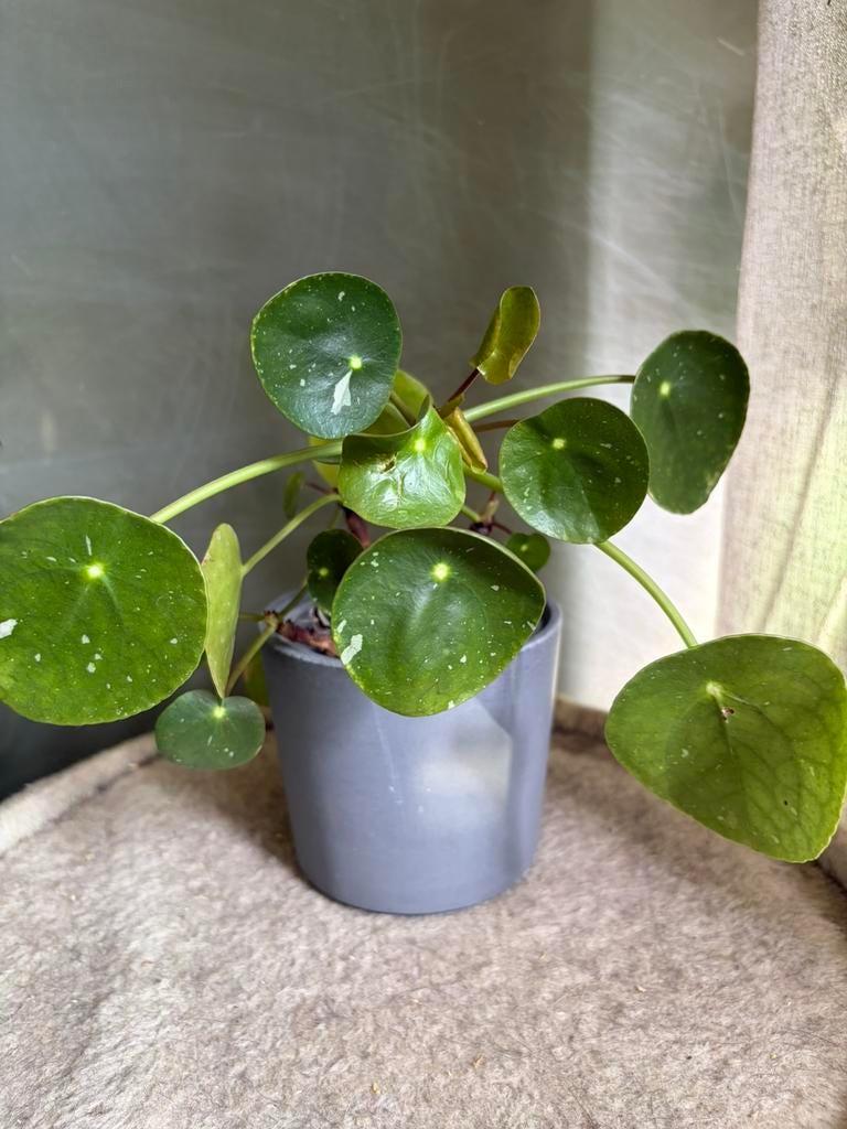 Pannenkoekenplant ‘White Splash’, Huis en Inrichting, Kamerplanten, Ophalen of Verzenden, In pot, Halfschaduw, Minder dan 100 cm