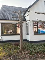 Leiboom, Ophalen, Overige soorten, Struik, 250 cm of meer