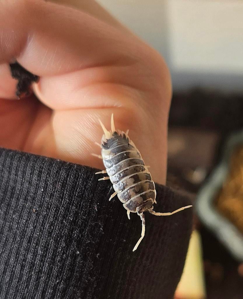 Dairy cow isopods, tropische pissebedden, Dieren en Toebehoren, Insecten en Spinnen, Overige soorten