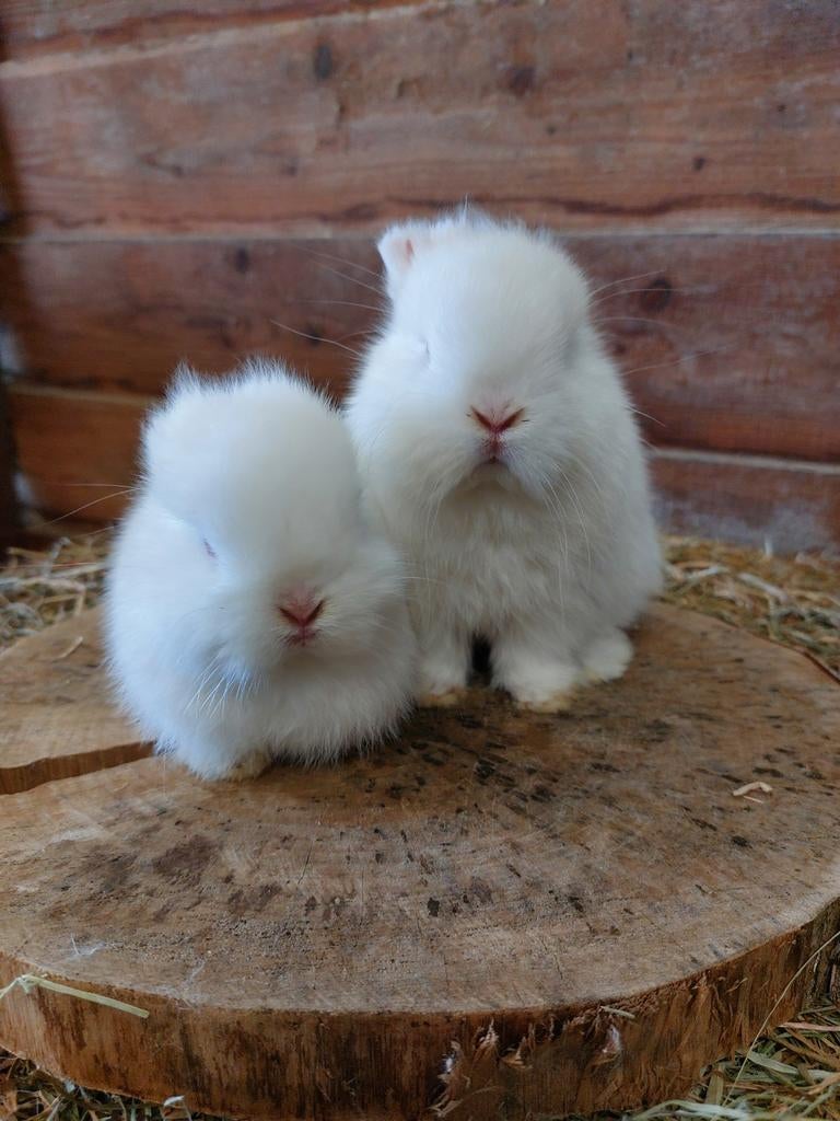 Lieve minilop konijntjes, Dieren en Toebehoren, Konijnen, Meerdere dieren, Klein, Hangoor, 0 tot 2 jaar