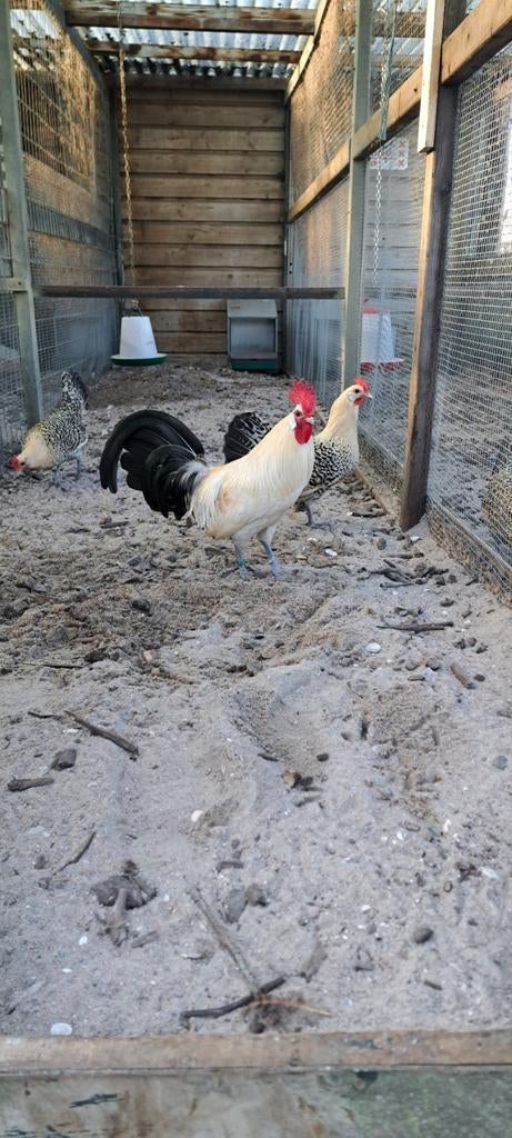 Broedeieren Groningermeeuw kriel citroenpel te koop, Dieren en Toebehoren, Pluimvee, Geslacht onbekend, Kip