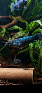 Wilde betta Ocellata, Vis, Zoetwatervis