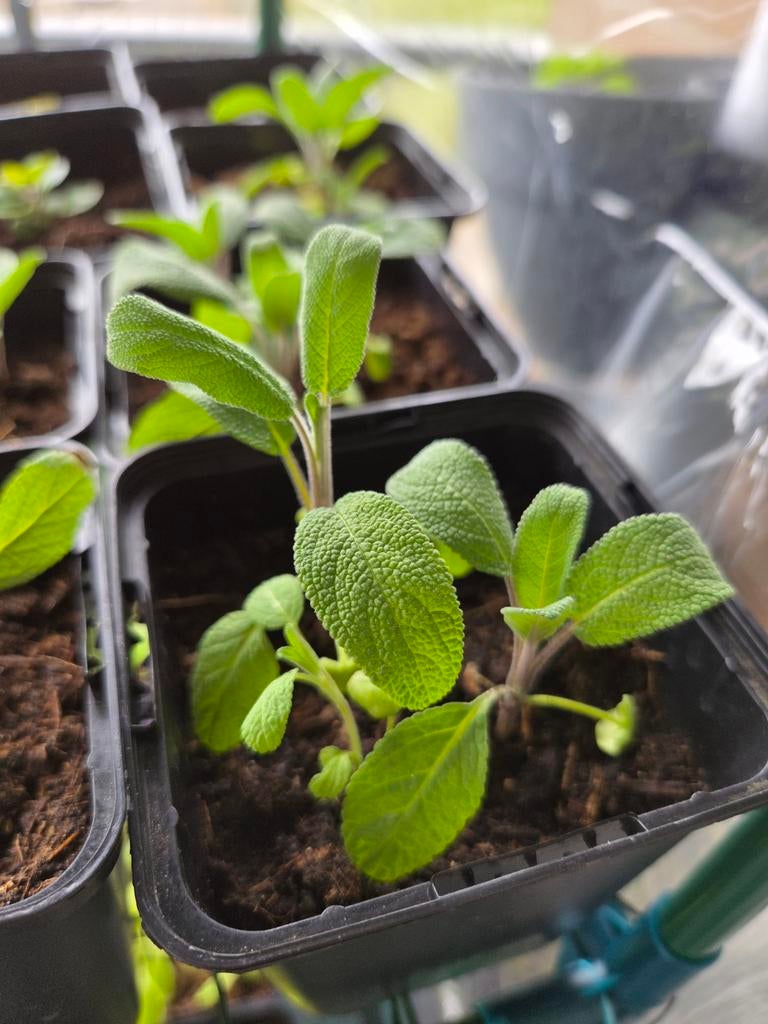 Salie plantjes in p9 potjes. Biologisch, Ophalen, Eenjarig, Kruiden, Volle zon