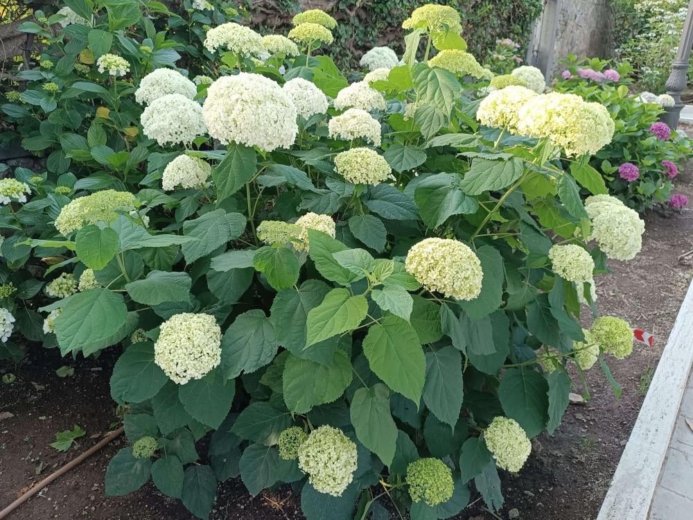 Hortensia 'Strong Annabelle' in 2L pot, Tuin en Terras, Vaste plant, Halfschaduw, Zomer, Ophalen