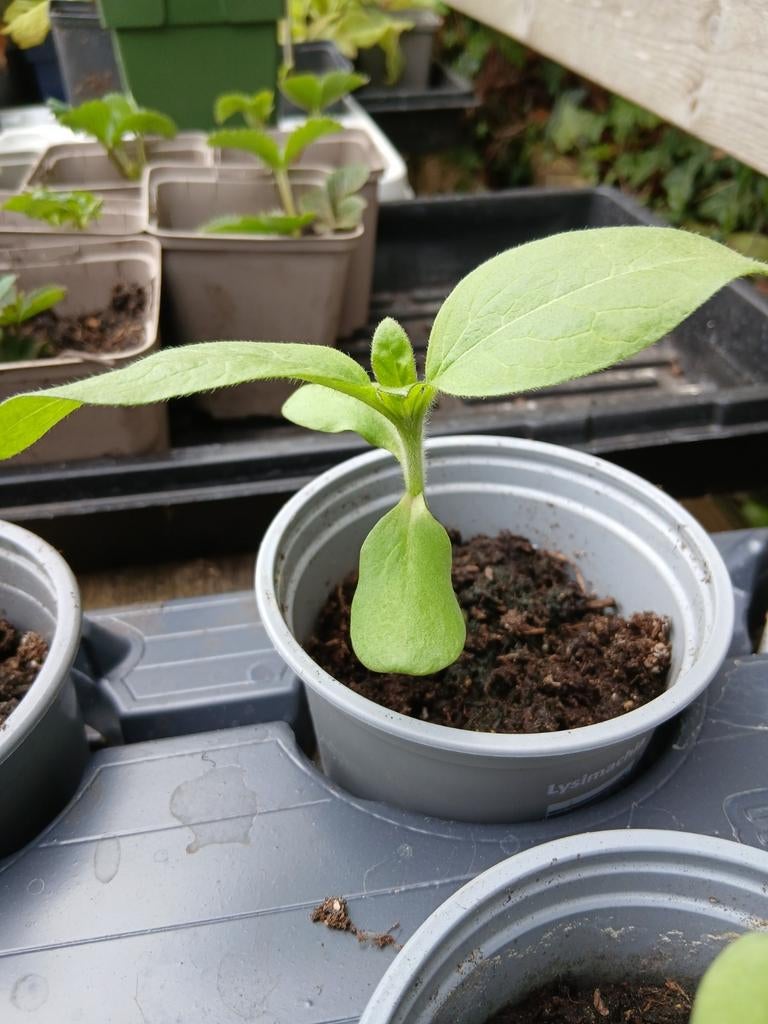 Rode zonnebloem, Volle zon, Eenjarig, Zomer, Ophalen