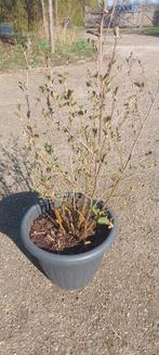 Hazelaar - Corylus avellana, Ophalen, Overige soorten, Struik, Minder dan 100 cm