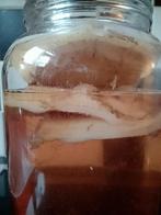Kombucha zwam scoby, Ophalen