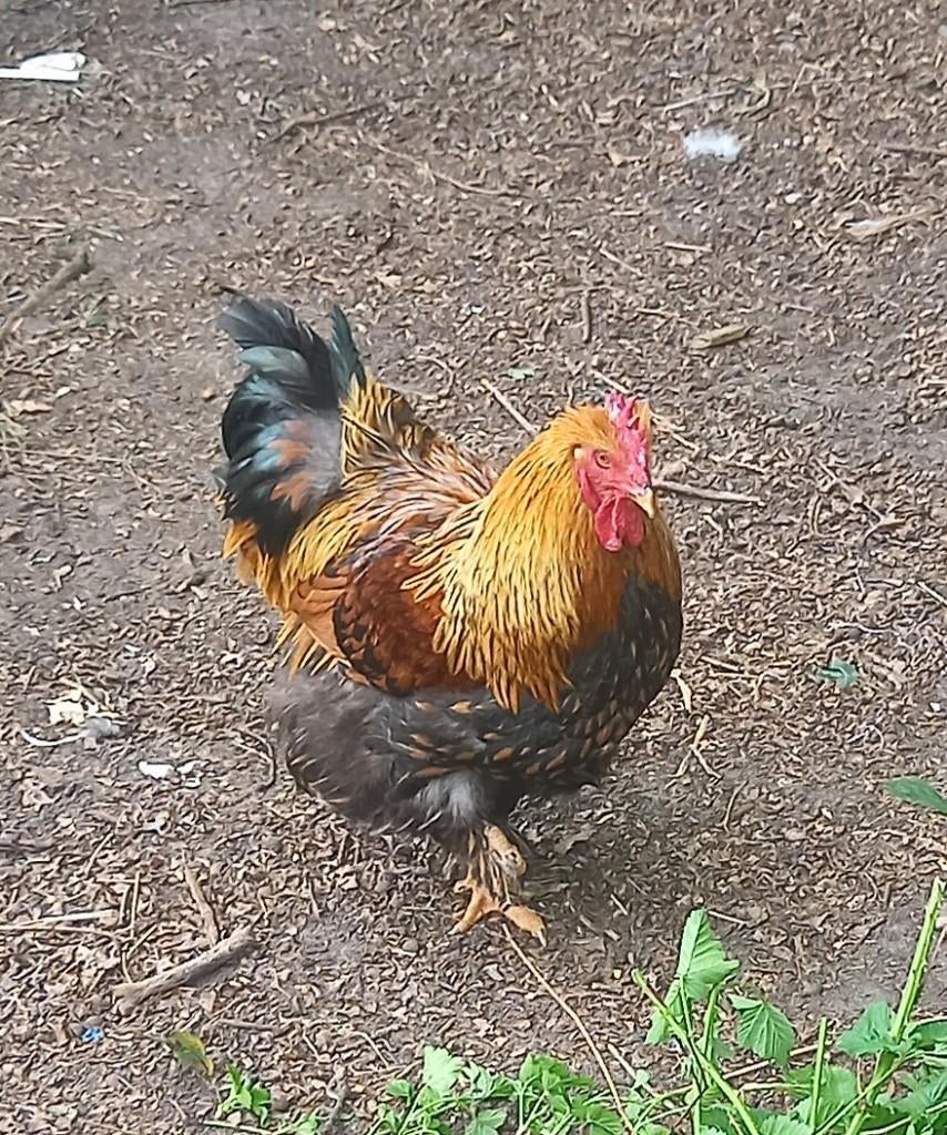 Te ruil Cochin Groothoen goudpatrijs, Dieren en Toebehoren, Pluimvee, Mannelijk, Kip