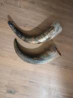 2 hoorns decoratief, Ophalen of Verzenden