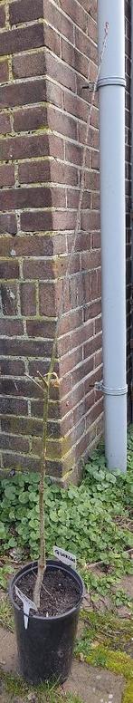 Tuin = Boom = Eik - Quercus - 120 cm, Tuin en Terras, Planten | Bomen, Overige soorten, Lente, 100 tot 250 cm, Ophalen