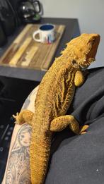 Baardagame + 150 cm terrarium + veel extra’s, Dieren en Toebehoren, Hagedis, Tam, 0 tot 2 jaar