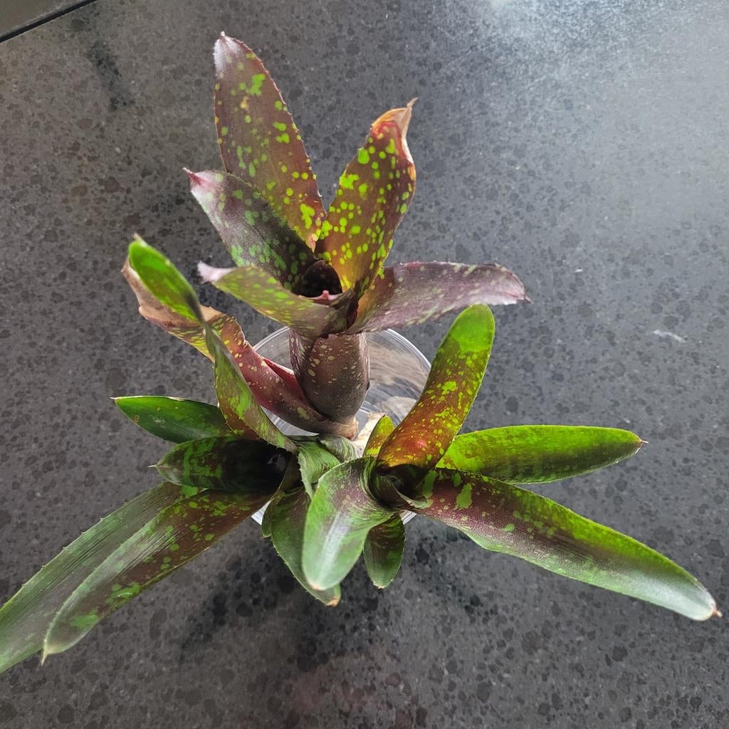 Bromelia voor terrarium, Tuin en Terras, Planten | Tuinplanten, Ophalen of Verzenden, Eenjarig, Groenteplanten, Volle zon