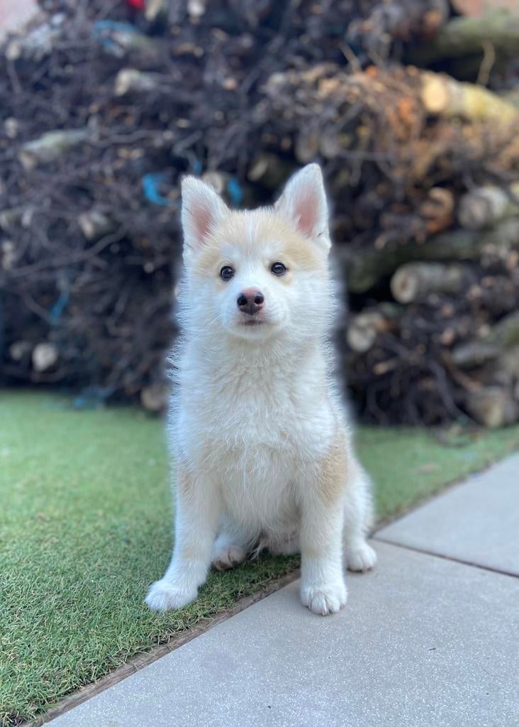 🥰 Lieve, leuke pomsky pup 🐕, Dieren en Toebehoren, Parvo, 8 tot 15 weken, Eén hond, Nederland